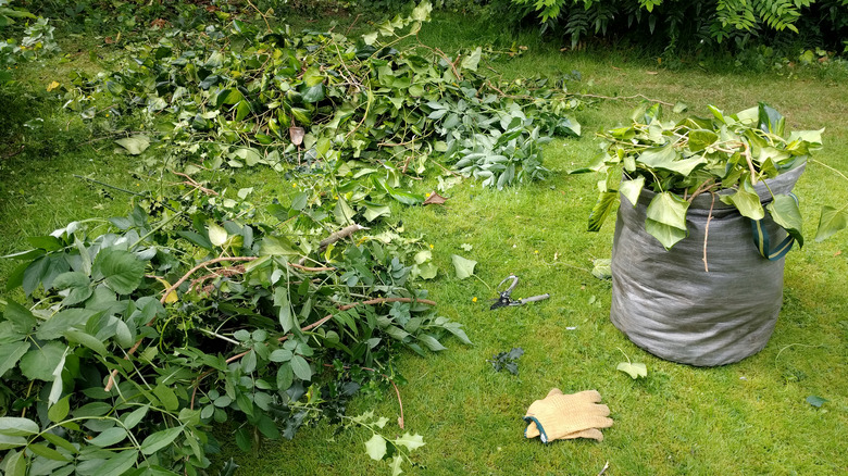 Trimmings from trees and shrubs on a grassy lawn area and in waste bag