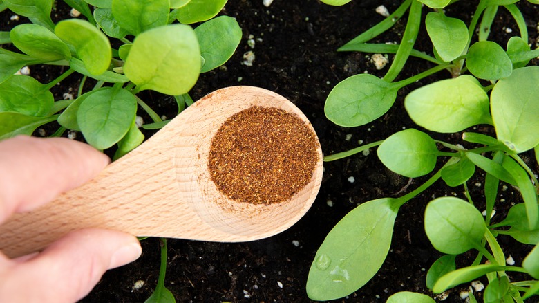 Person sprinkling cayenne pepper around young seedlings