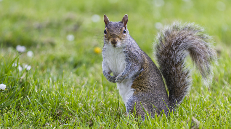 Gray squirrel on the lookout for food