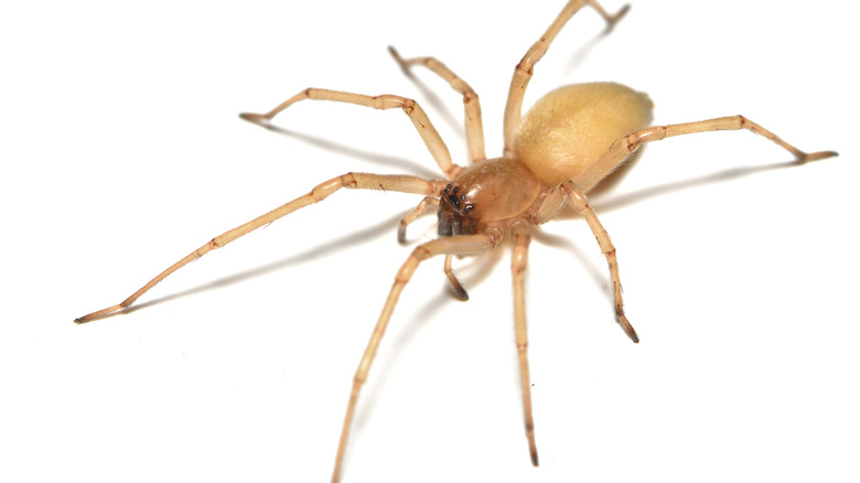 Yellow sac spider