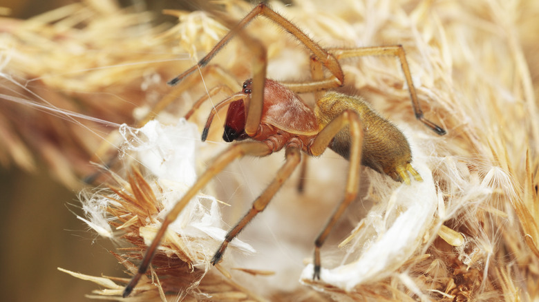 Yellow sac spider close up
