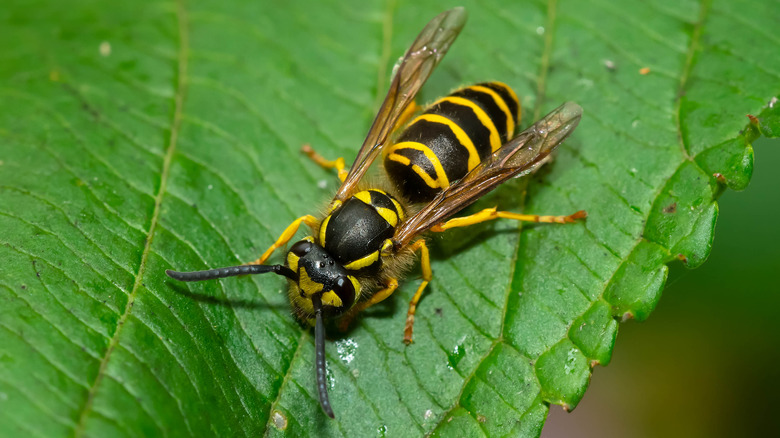 Yellowjacket resting on a leaf