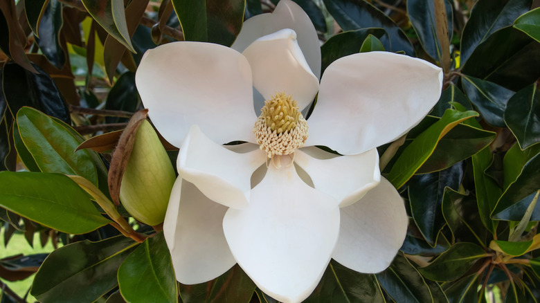 'Little gem magnolia tree with a close up of a large white flower