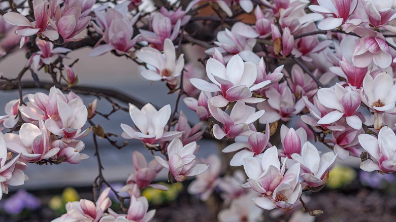 magnolia tree in bloom with pink and white flowers