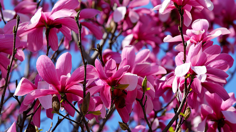 Beautiful bright pink 'Ann' magnolia