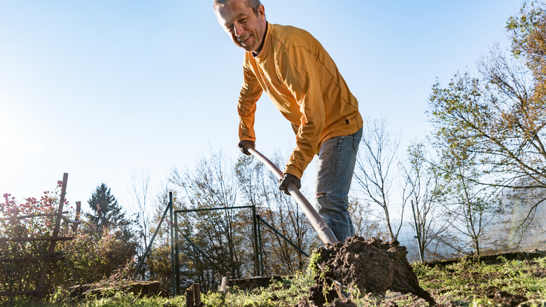 A man digs a hole in the ground, preparing the soil for planting