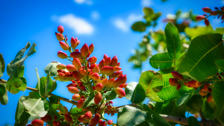 A pistachio tree bearing fruit is pictured against a blue sky