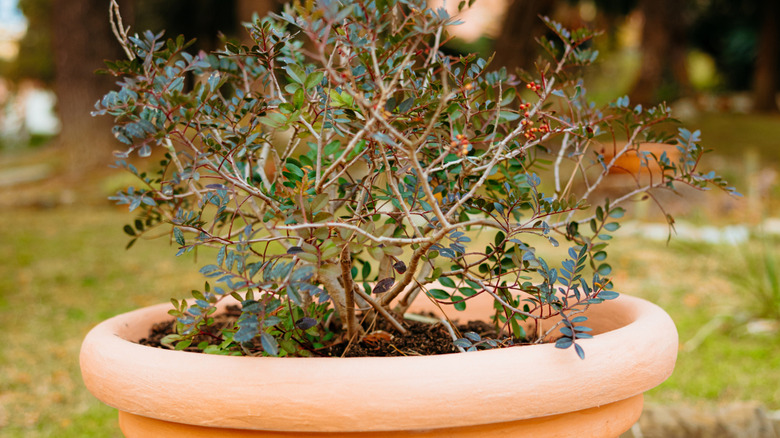 A pistachio tree grows in a terra cotta pot outdoors