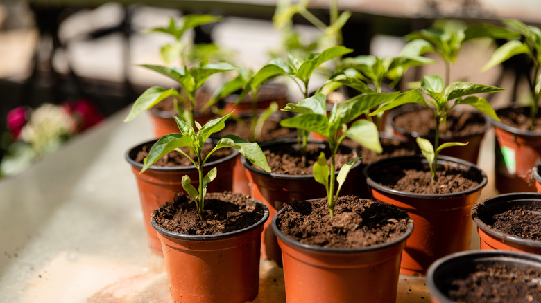 Pepper seedlings grow in plastic pots.