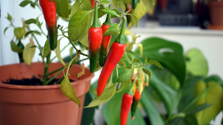 A potted pepper plant sits on a windowsill inside.