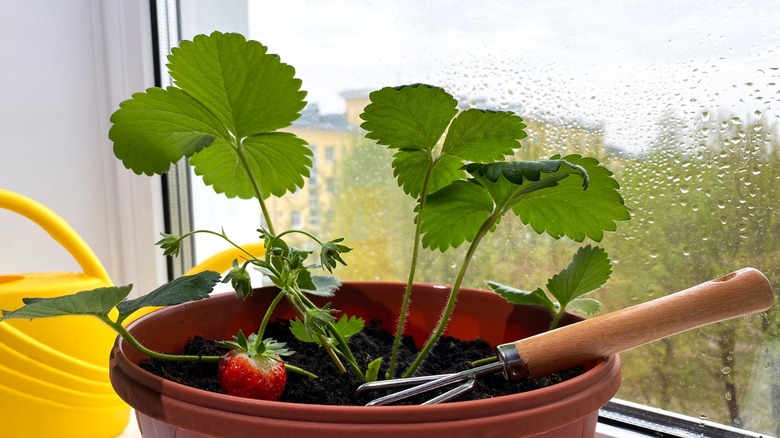 Indoor strawberry plant with one ripe fruit in a pot on a windowsill with a yellow watering can beside it and a small gardening tool in the soil.
