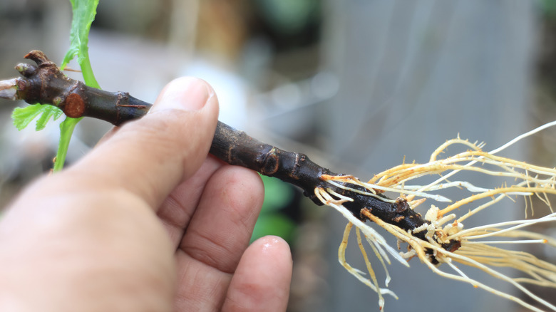 small rooting fig tree cutting