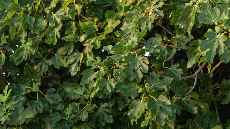 green leaves of fig tree