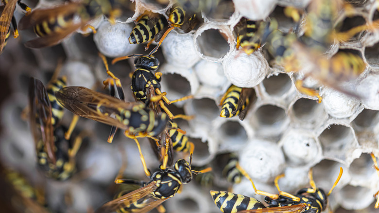 A wasp's nest with an active colony