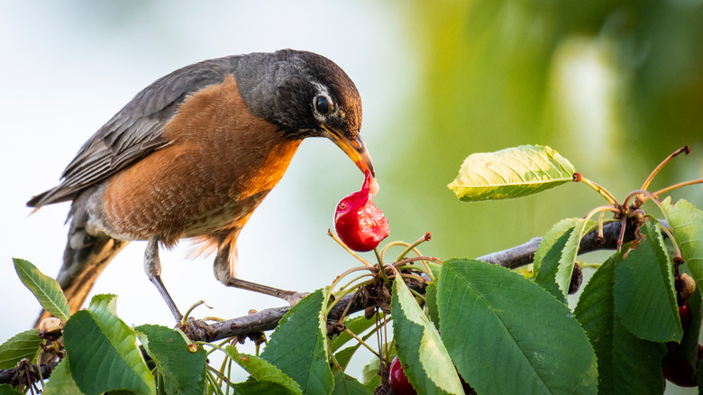 Bird feeding on fruit