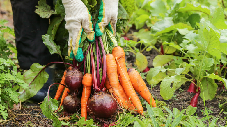 A person hold recently harvested carrots and beets