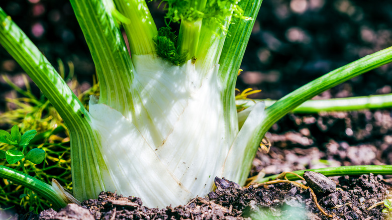 A large white fennel bulb in the garden