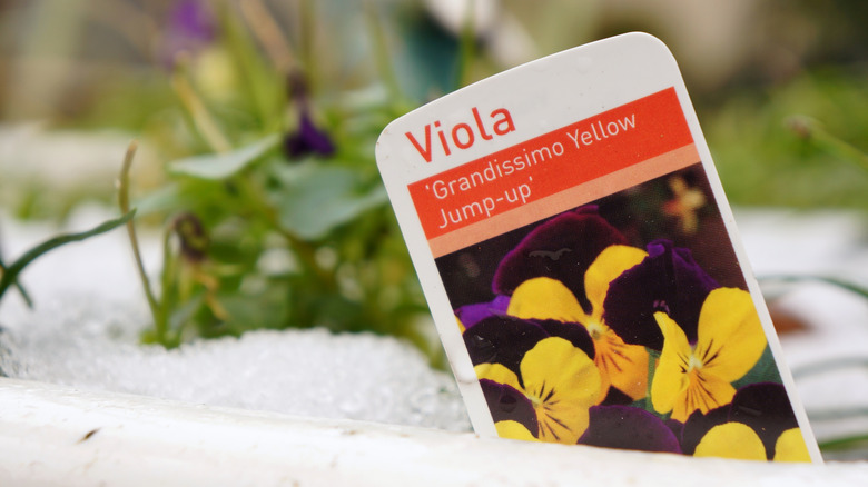 A plastic plant tag labeled 
