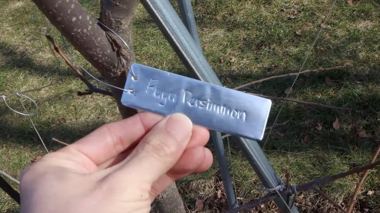 A hand is holding a small aluminum tag, attached to a tree branch, with the words "Fuyu Persimmon" embossed on it.