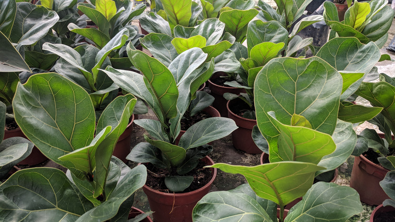 Fiddle leaf fig leaves closeup