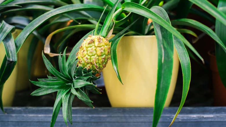 pineapple plant in yellow pot