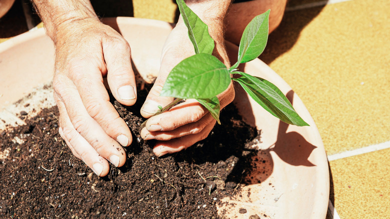 A person plants an avocado tree in soil indoors
