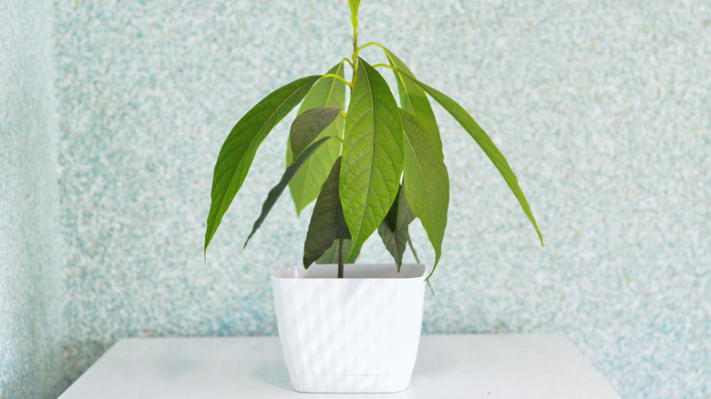 A small avocado tree grows inside in a white pot