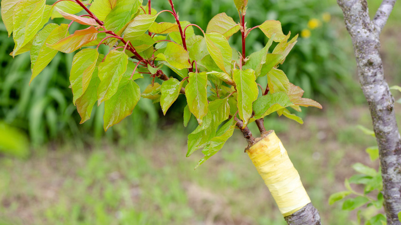 Healthy green leaves shooting out of a grafted scion