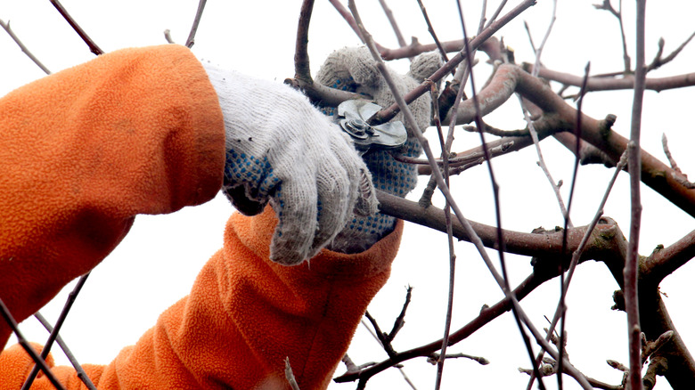 Gloved hands cutting dormant branches from a tree in winter
