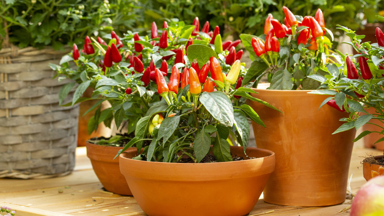 pepper plants in pots