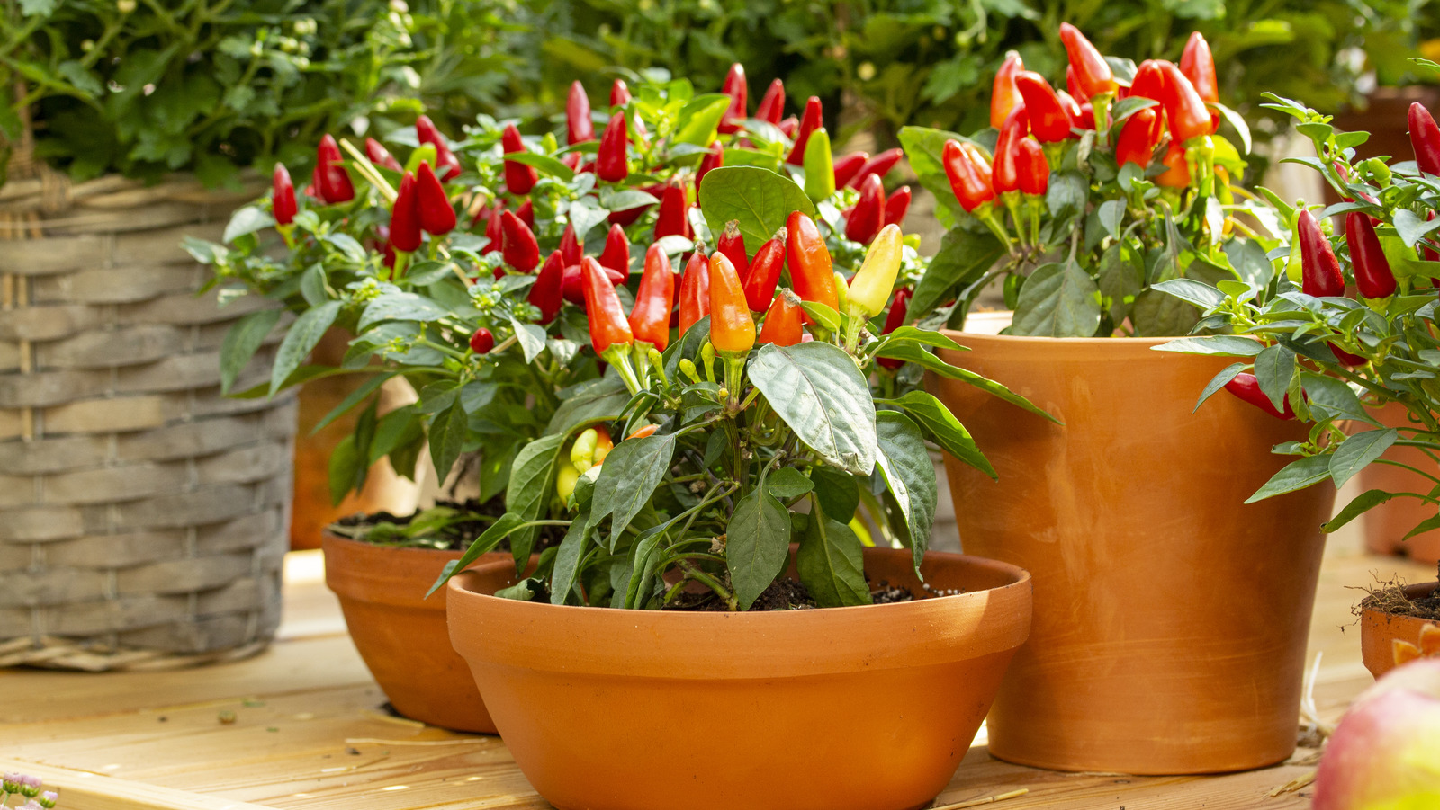 You Can Start Fertilizing Your Pepper Plants When You See This
