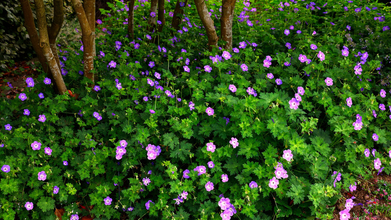 Geranium Rozanne plants growing en masse