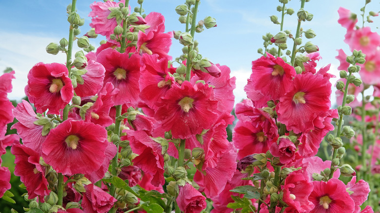 Beautiful, pink hollyhocks flowers reach towards the sky in a garden