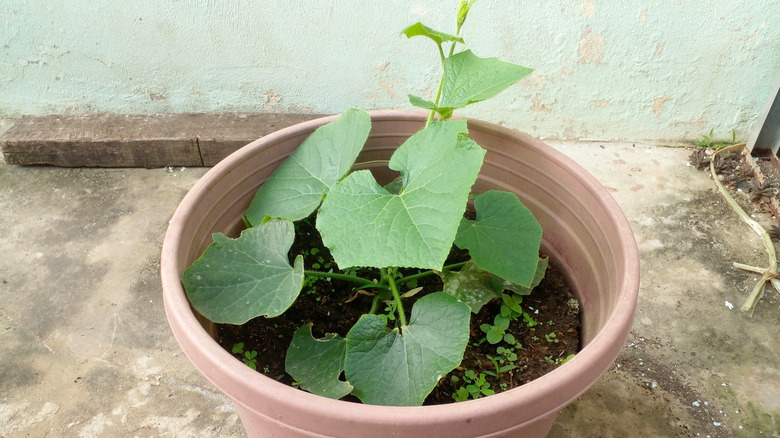 Cucumber plant in a light brown pot