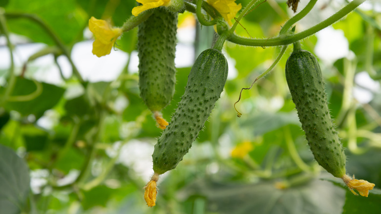 Ripe cucumbers growing on a vine