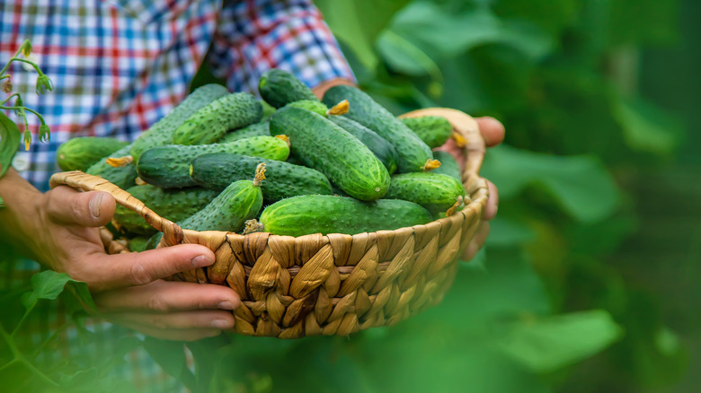 Hands carrying a basket of freshly harvested cucumbers