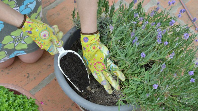 Person adding soil into a pot containing lavender