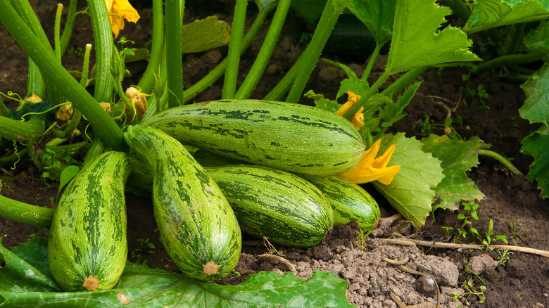 Zucchini grow in garden