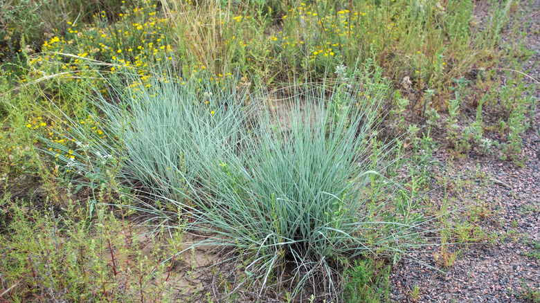 Little bluestem growing in a rocky site
