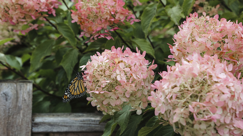 A butterfly sitting among clusters of hydrangea blooms