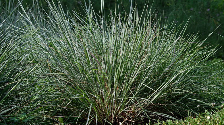 Little bluestem growing in a yard and receiving sunlight