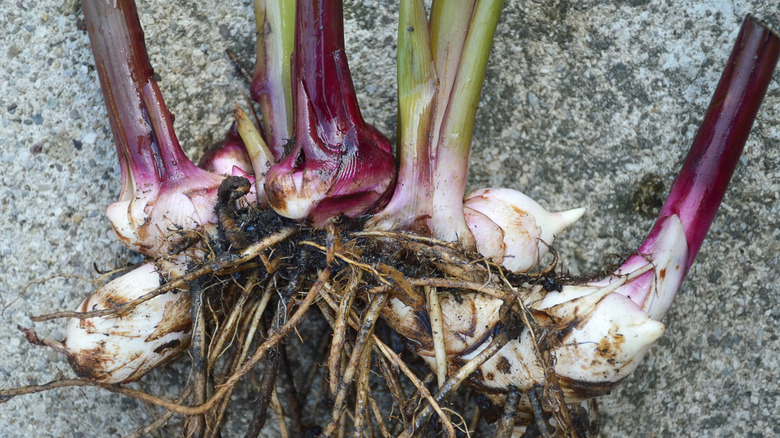 Canna rhizomes with roots