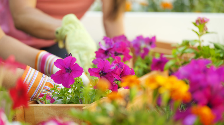 Two women taking care of their flowers