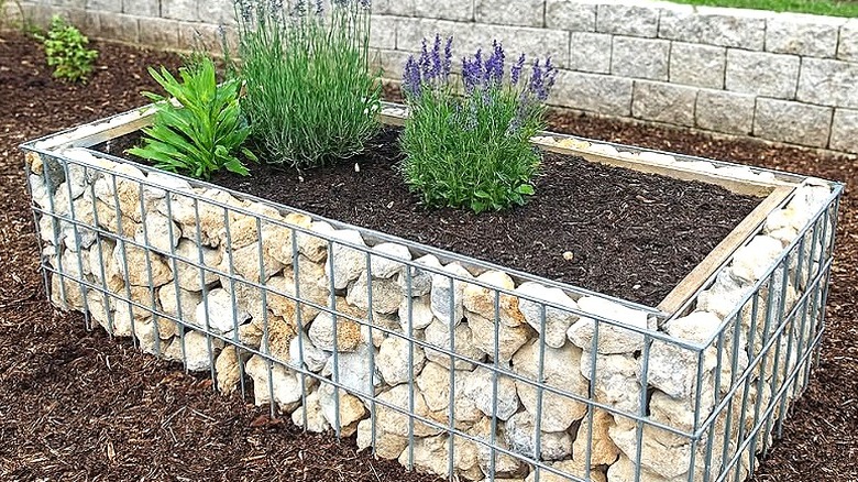 Gabion stone raised bed