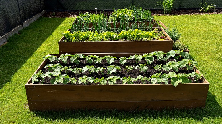 Three raised beds made of wood sit in a backyard