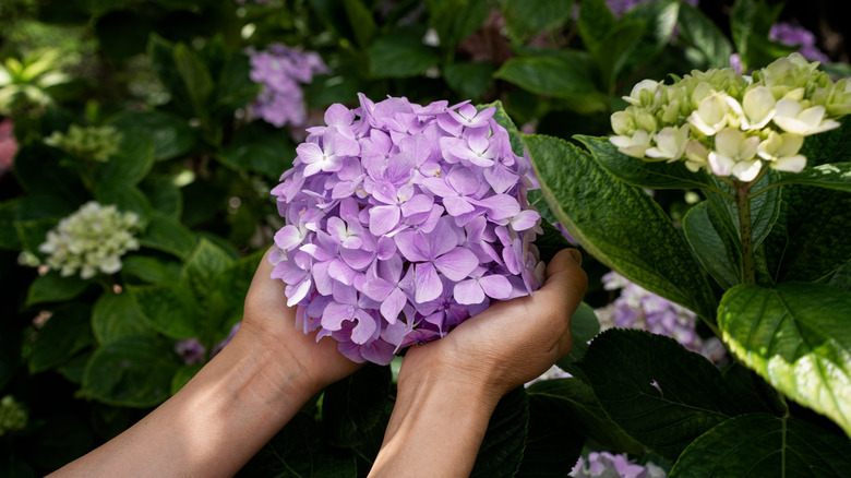 Hands holding purple hydrangeas.