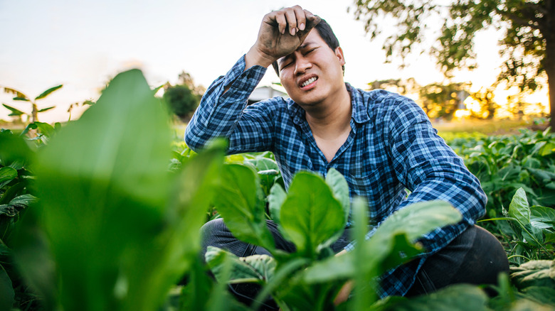 person frustrated gardening