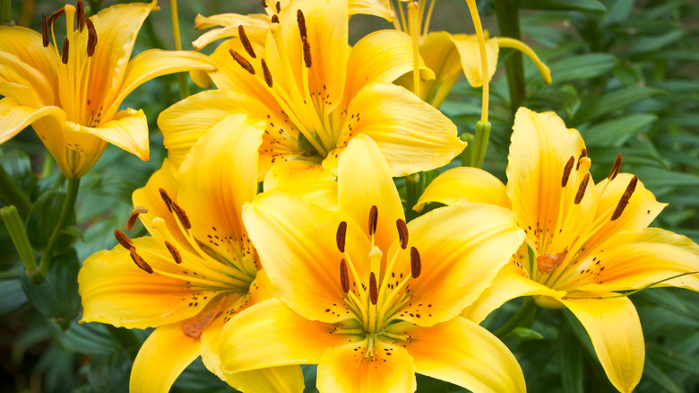 Yellow daylilies grow in a garden