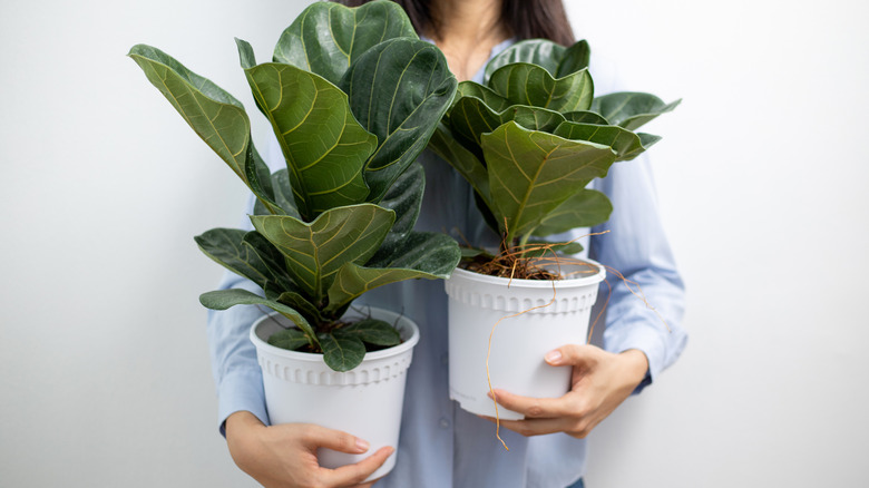 Person holding potted fiddle leaf fig plants