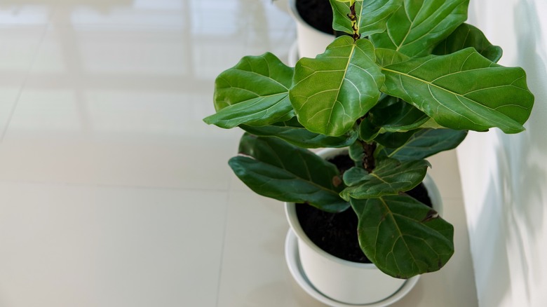 Fiddle leaf fig plant